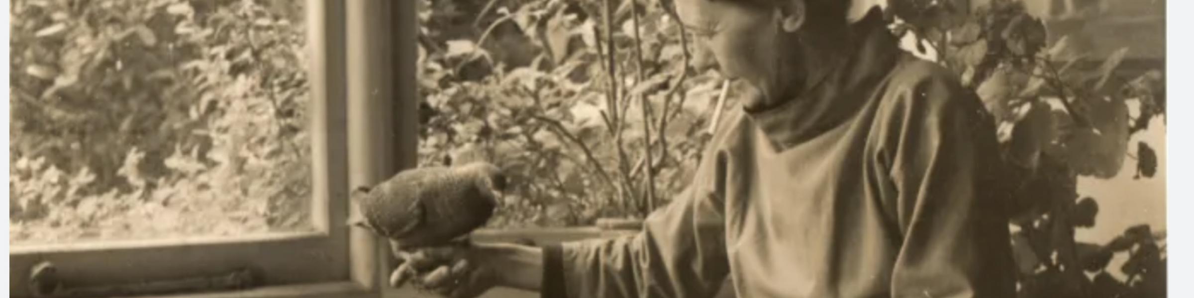 © Mousehole Wild Bird Hospital